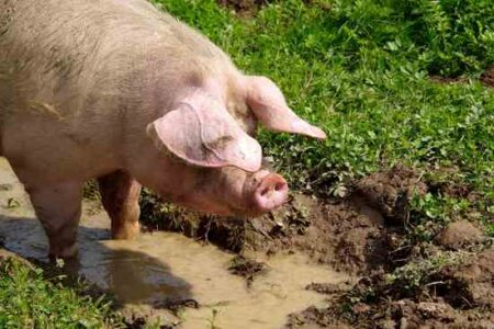 Raising Hogs on the Homestead Image